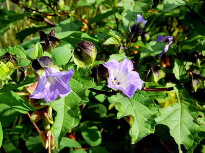 Nicandra physalodes 'Violacea' - medium image 4