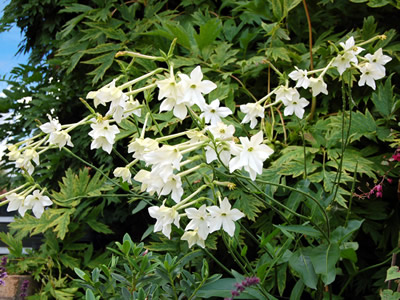 Nicotiana alata - medium image 4