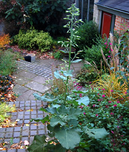 Nicotiana knightiana - medium image 4