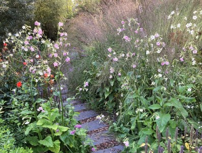 Nicotiana mutabilis - medium image 4
