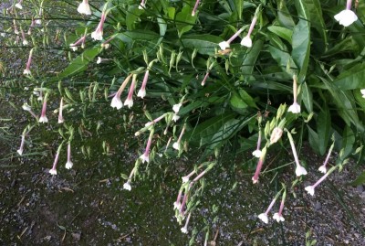 Nicotiana suaveolens - medium image 4