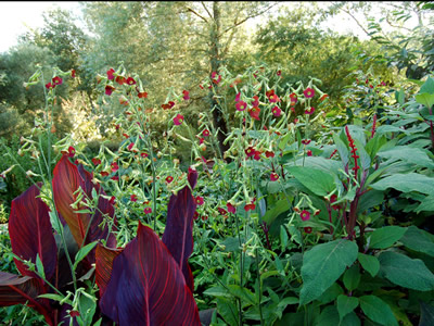 Nicotiana 'Tinkerbell' - medium image 4