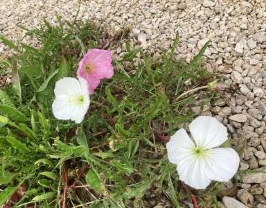 Oenothera acaulis - medium image 4