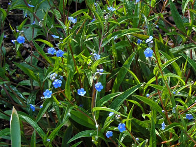 Omphalodes nitida - medium image 4