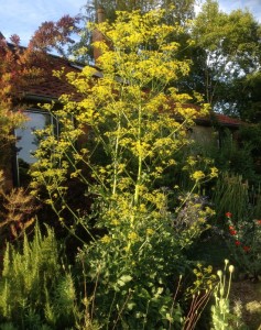 Opopanax chironium - medium image 4