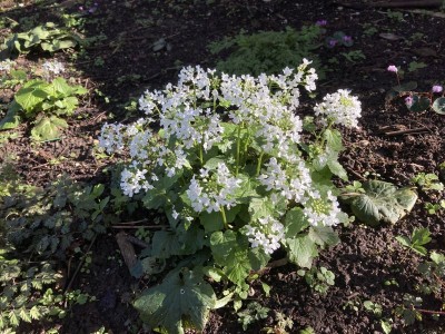 Pachyphragma macrophyllum - medium image 4