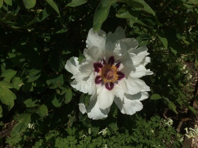 Paeonia rockii - medium image 4
