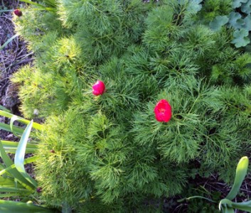 Paeonia tenuifolia - medium image 4