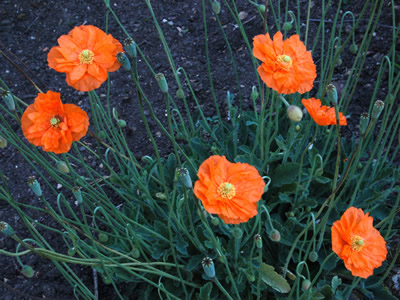 Papaver rupifragum - medium image 4