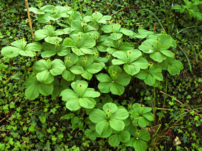 Paris quadrifolia - medium image 4