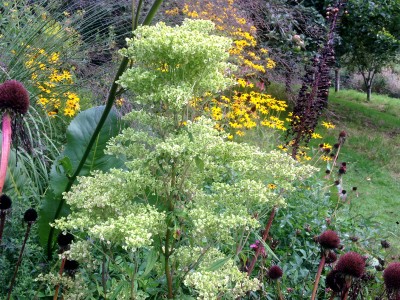 Patrinia punctiflora - medium image 4