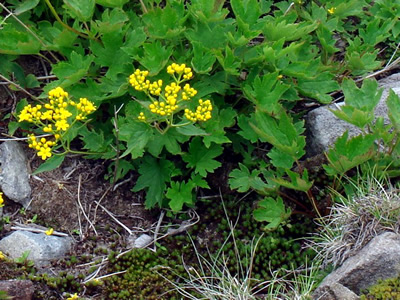 Patrinia triloba - medium image 4