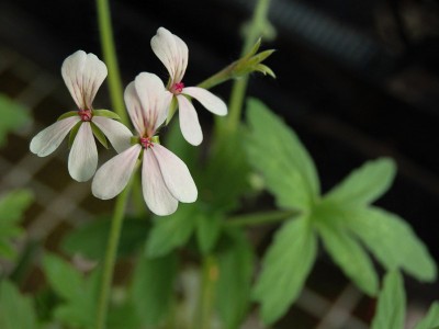 Pelargonium quinquelobatum - medium image 4