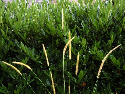 Pennisetum macrourum - medium image 4