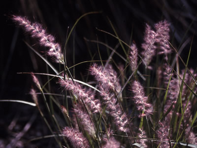 Pennisetum orientale - medium image 4