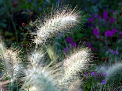 Pennisetum villosum - medium image 4