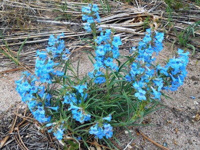 Penstemon angustifolius - medium image 4