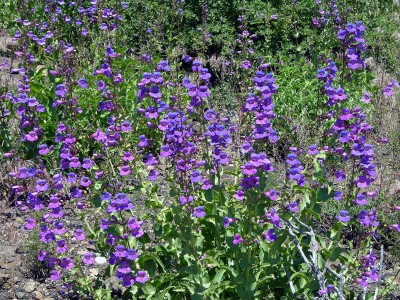 Penstemon spectabilis - medium image 4