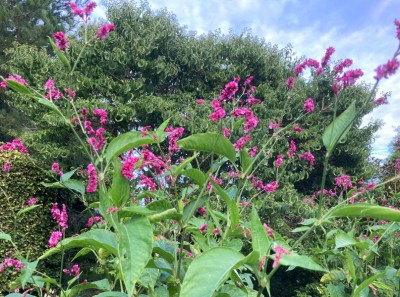 Persicaria orientalis - medium image 4