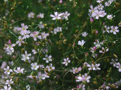 Petrorhagia saxifraga - medium image 4