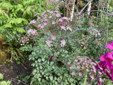 Peucedanum cervaria 'Purple Flush' - medium image 4