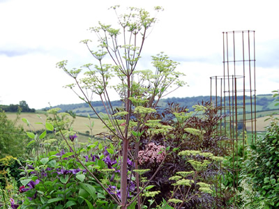 Peucedanum verticillare - medium image 4
