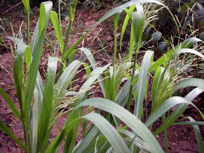 Phaenosperma globosa - medium image 4