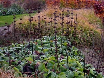Phlomis russeliana - medium image 4
