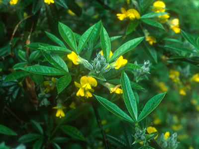 Piptanthus nepalensis - medium image 4