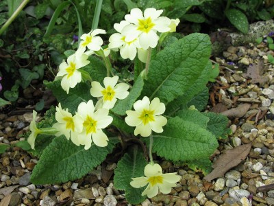 Primula vulgaris - medium image 4