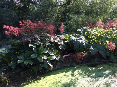 Rodgersia pinnata - medium image 4