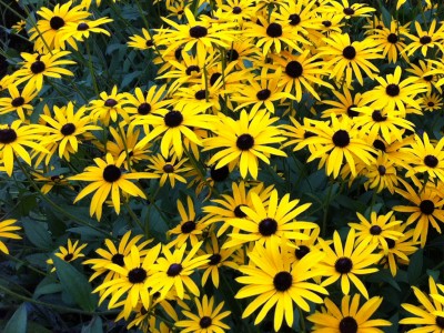 Rudbeckia fulgida 'Goldsturm' AGM - medium image 4