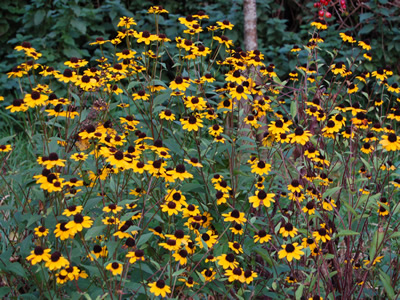 Rudbeckia triloba AGM - medium image 4