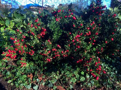 Ruscus aculeatus - medium image 4