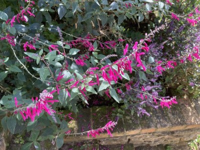Salvia curviflora - medium image 4