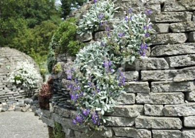 Salvia daghestanica - medium image 4