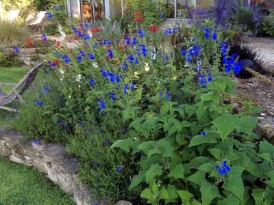 Salvia patens - medium image 4