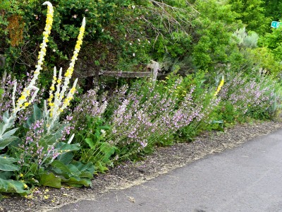 Salvia recognita - medium image 4