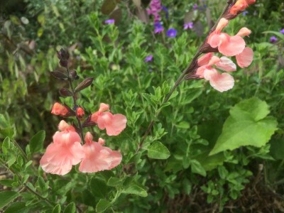 Salvia 'Ribambelle' AGM - medium image 4