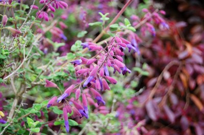 Salvia semiatrata - medium image 4