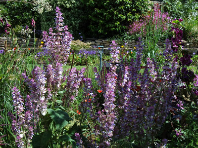 Salvia turkestanica - medium image 4
