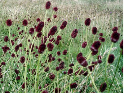 Sanguisorba officinalis - medium image 4