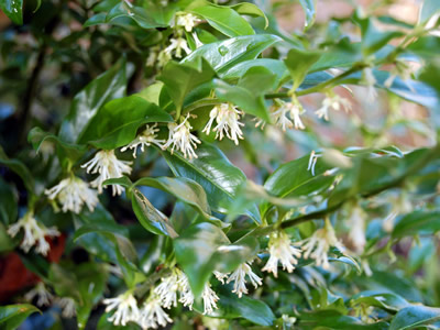 Sarcococca confusa - medium image 4