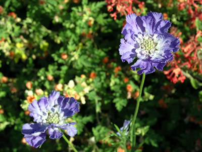Scabiosa 'Deep Waters' - medium image 4