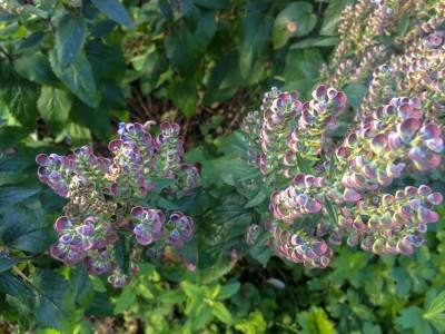 Scutellaria incana - medium image 4