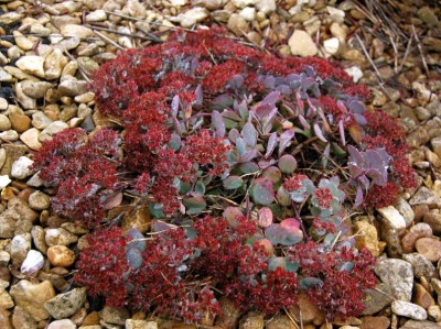 Sedum cauticola 'Coca-Cola' - medium image 4