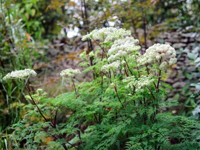 Selinum wallichianum - medium image 4