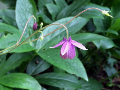 Semiaquilegia ecalcarata - medium image 4