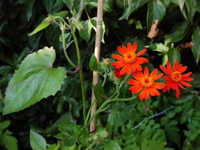 Senecio confusus - medium image 4