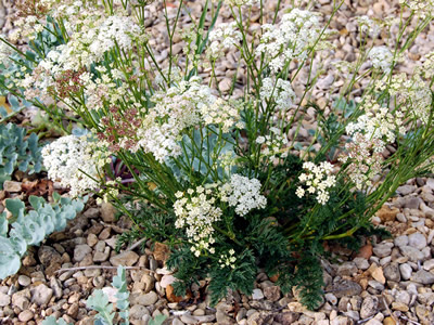 Seseli montanum - medium image 4